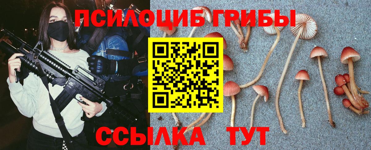 Пугачёв  Галлюциногенные грибы Psilocybe  Вход с VPN 